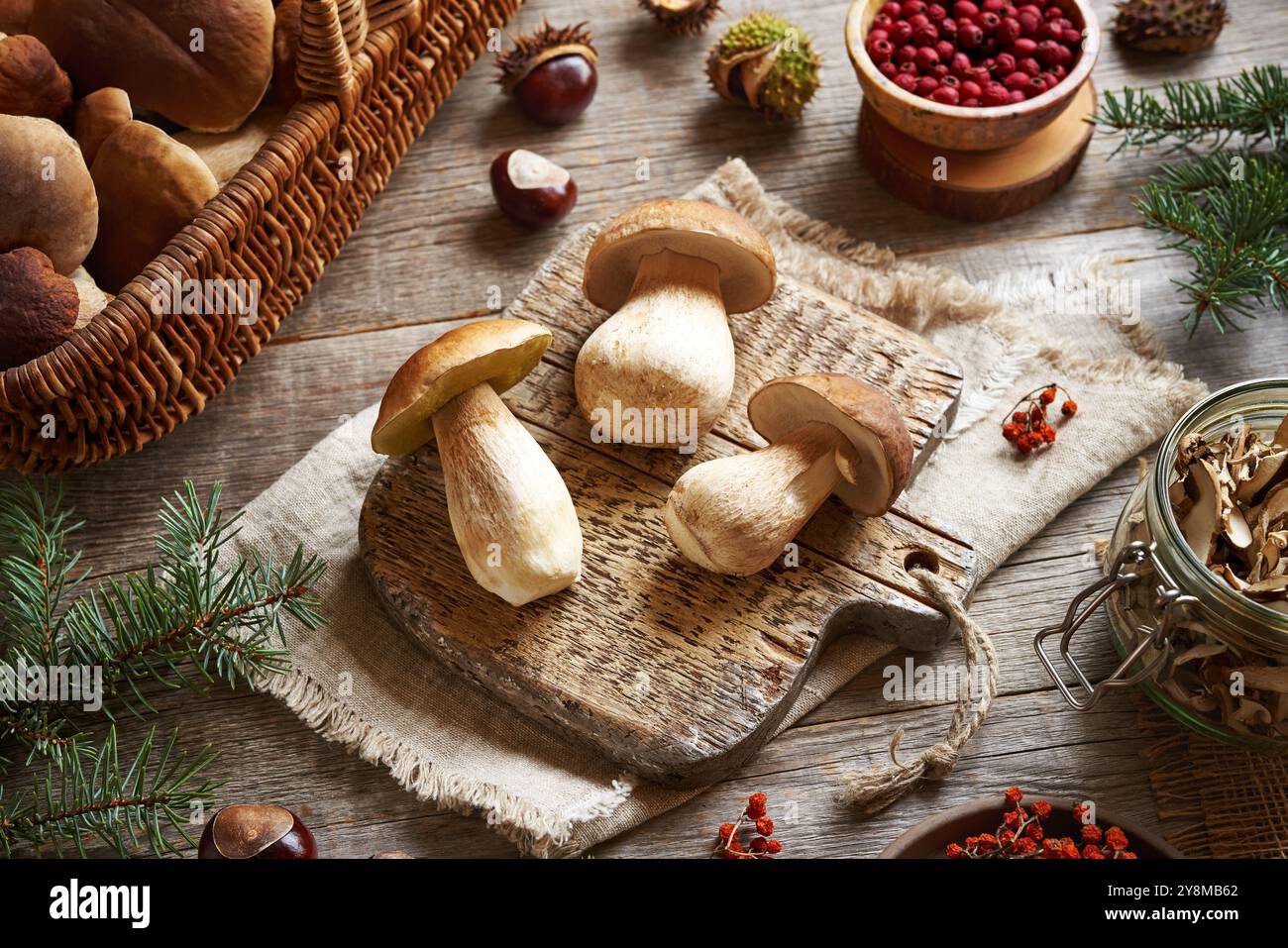 Nettoyage des champignons sauvages rois bolete ou porcini sur une table en bois en automne - préparation pour le séchage Banque D'Images