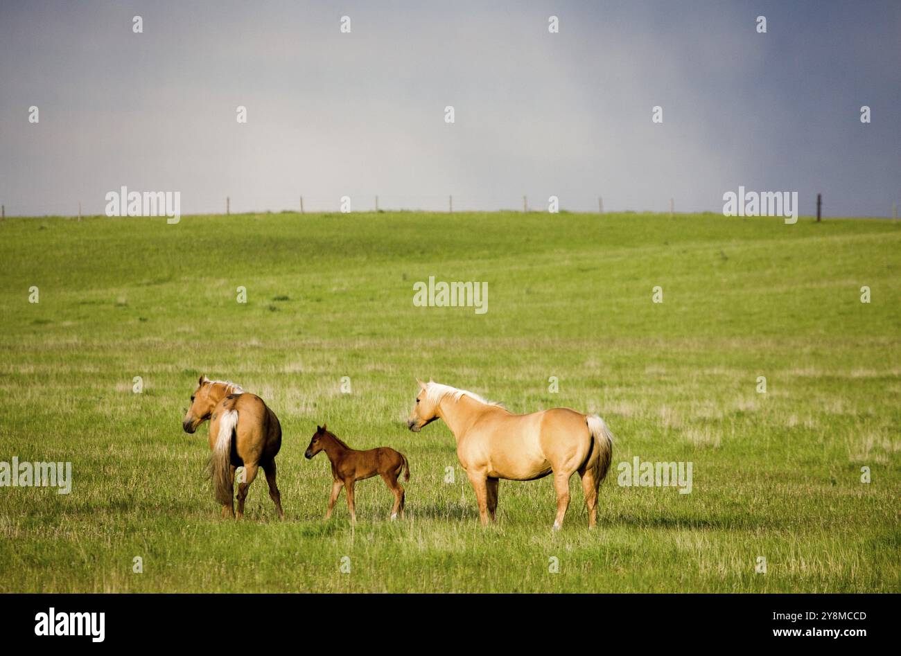 Cheval et Colt Canada tempête dans l'arrière-plan Banque D'Images