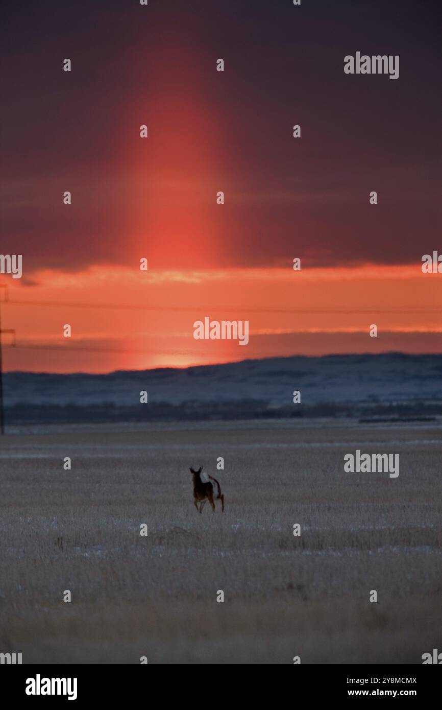 Pilier de lumière au coucher du soleil des Prairies de la Saskatchewan, Canada scenic Banque D'Images