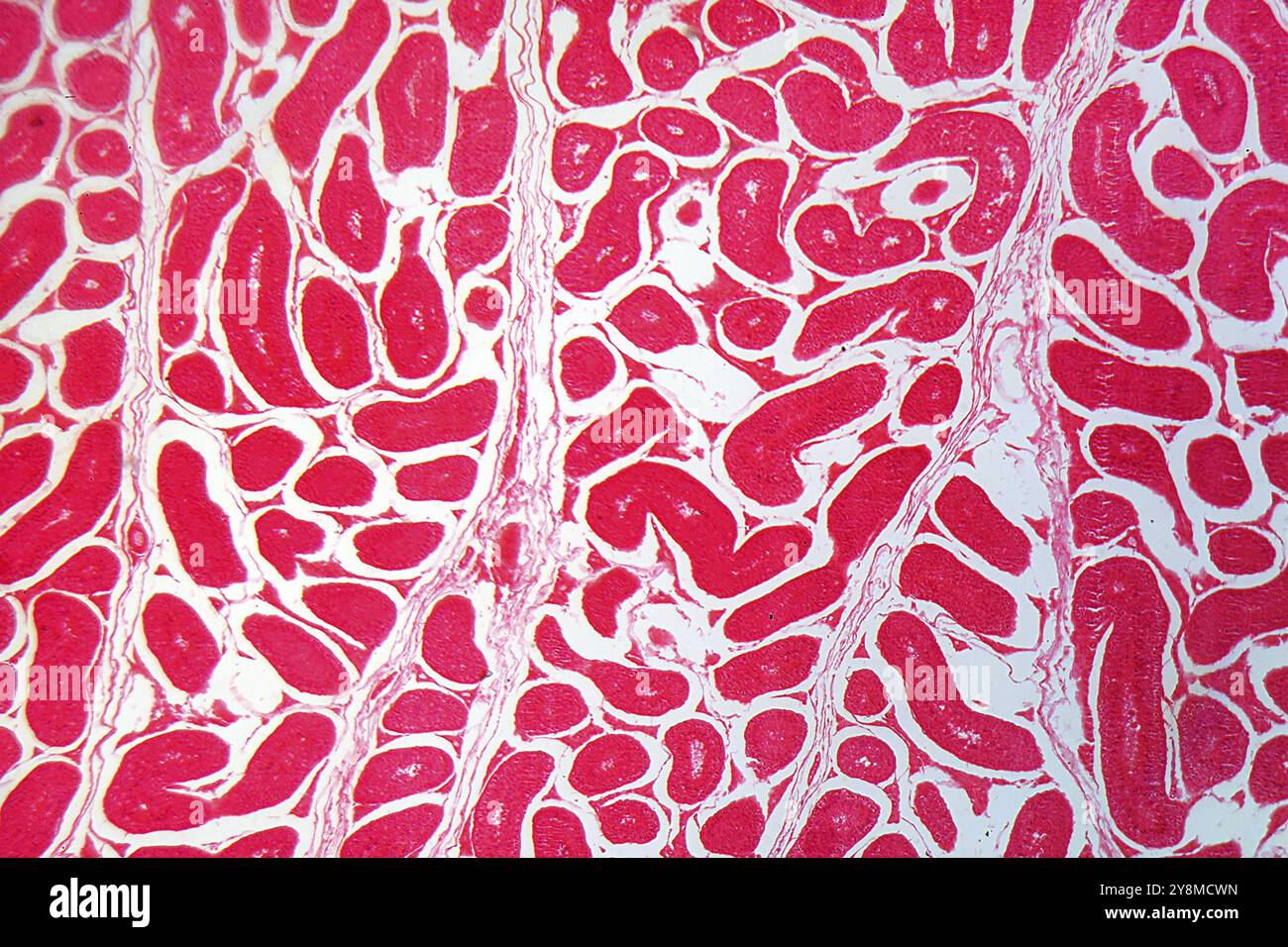 Une section à travers les cellules du testicule sous le microscope Banque D'Images