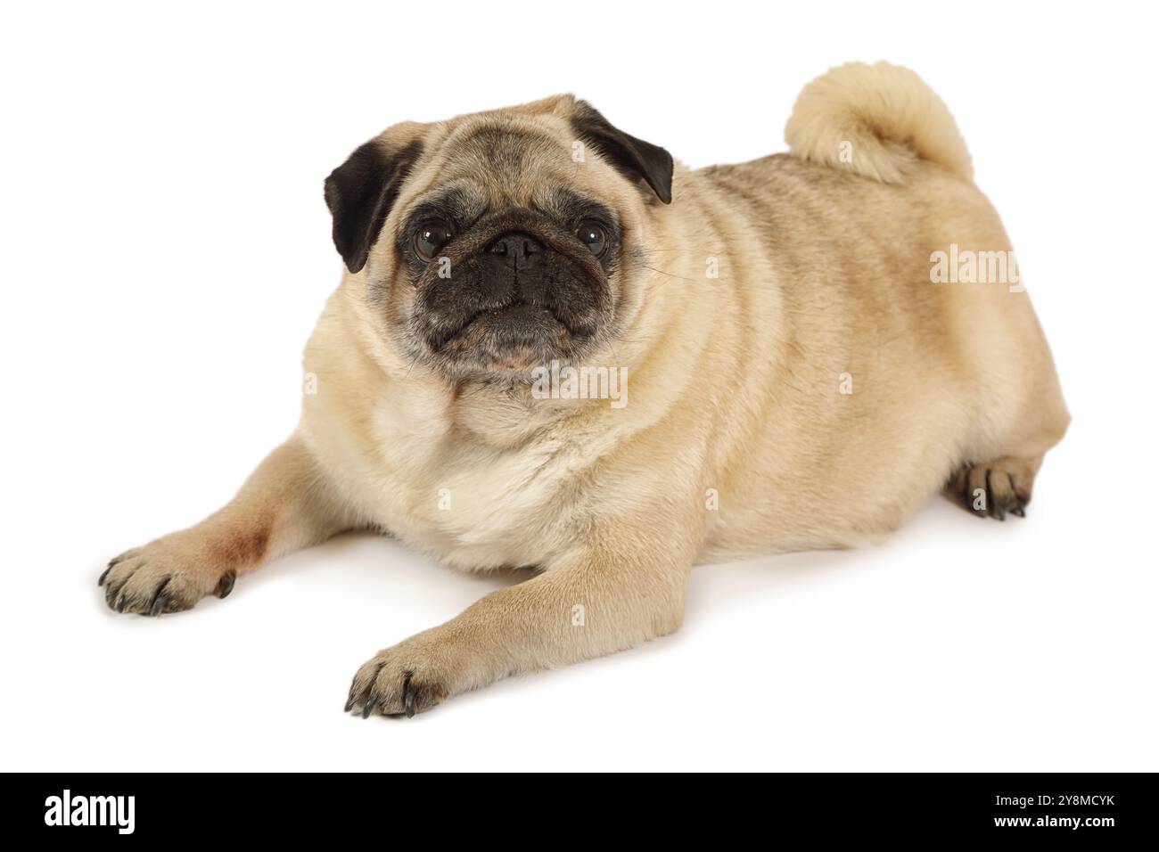 Chien de pug de race pure couché sur le sol et regardant la caméra, isolé sur fond blanc Banque D'Images