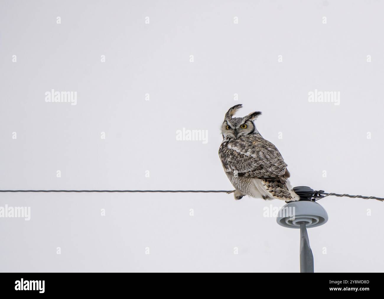 Grand hibou des cornes en Saskatchewan Canada Prairies Banque D'Images