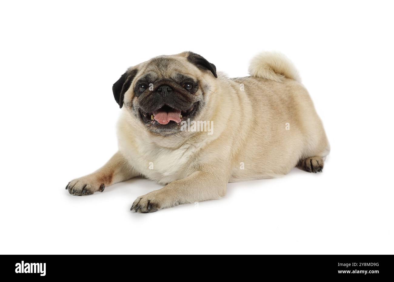 Chien Pug mignon allongé dans un studio et regardant la caméra, isolé sur fond blanc Banque D'Images