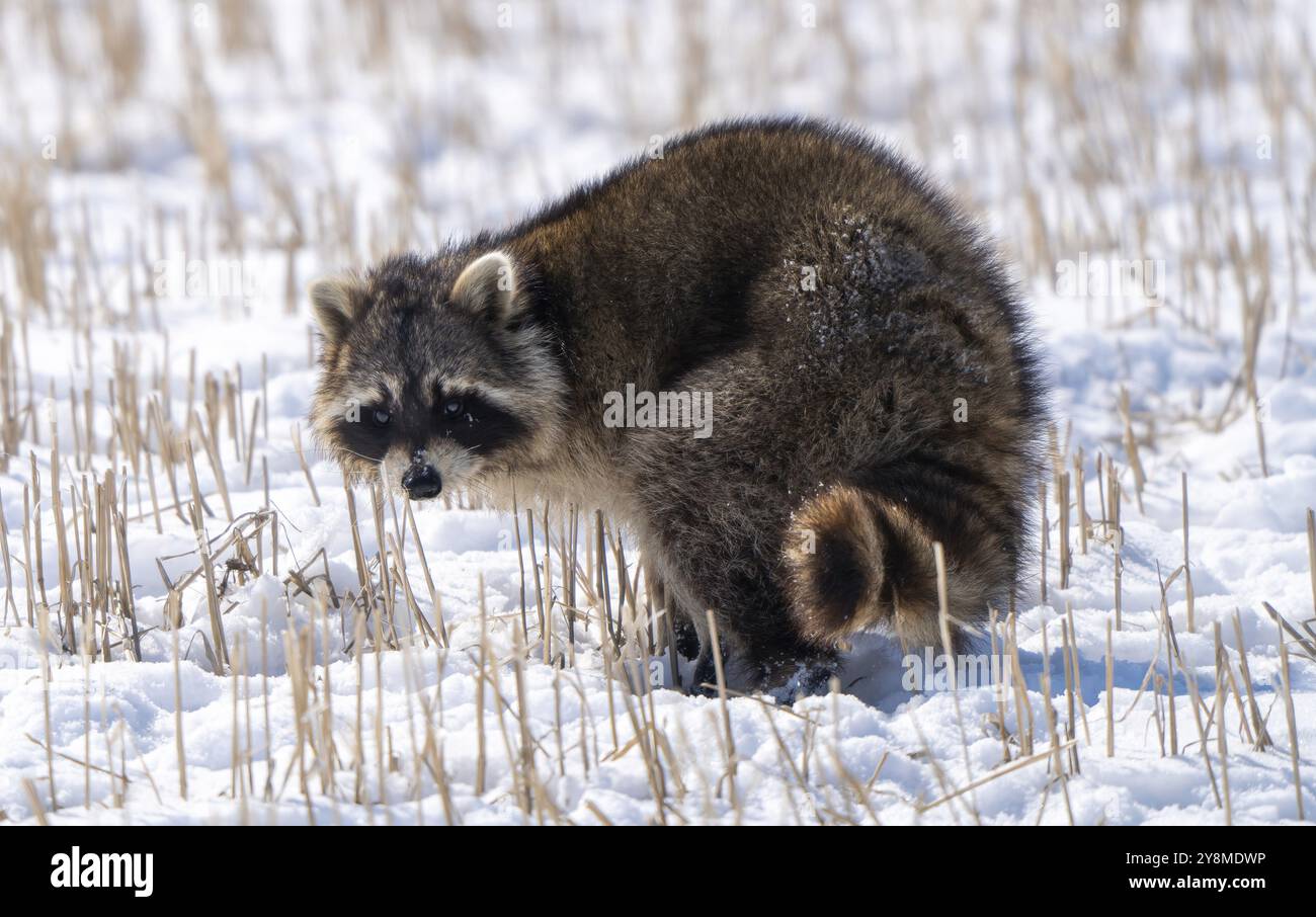 Gros plan Racoon dans le climat froid de neige d'hiver Banque D'Images