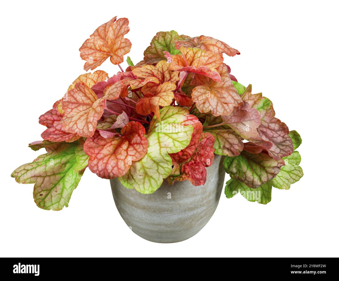 Gros plan d'une fleur isolée de heuchera en pot Banque D'Images