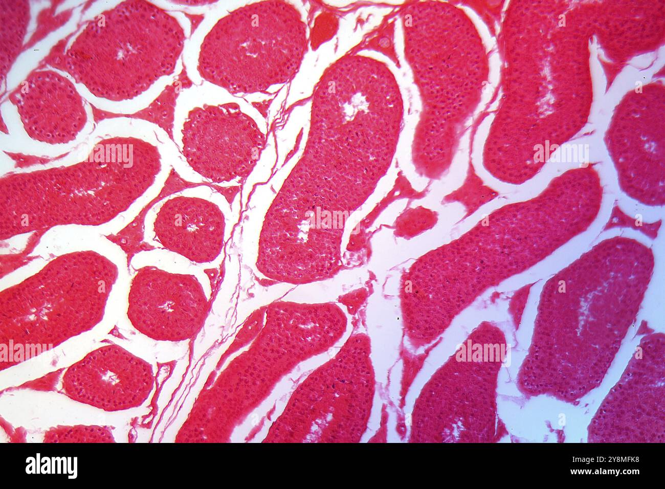 Une section à travers les cellules du testicule sous le microscope Banque D'Images