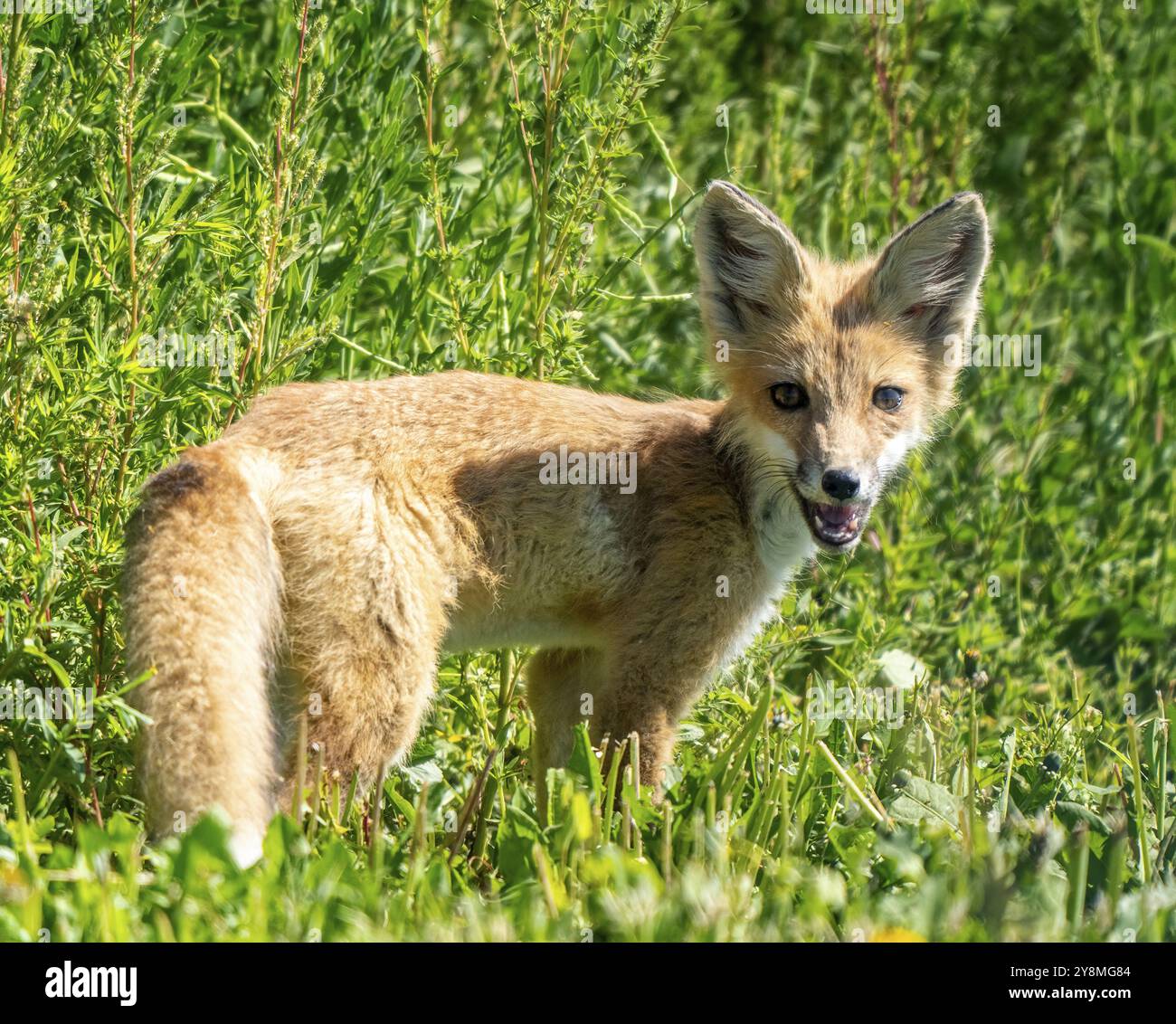 Baby Fox dans Field Rural Saskatchewan Canada Banque D'Images