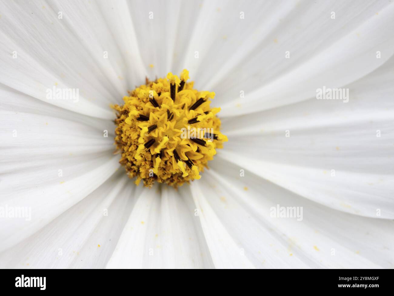 Close Up Daisy fleur blanche et jaune Banque D'Images