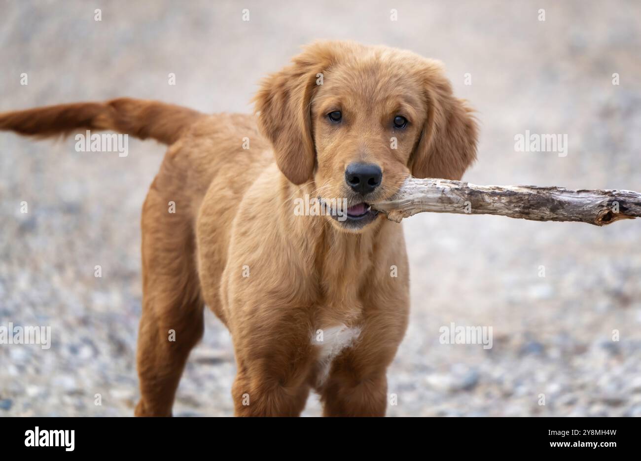 Golden Retriever Puppy dans Summer Grass Canada Banque D'Images