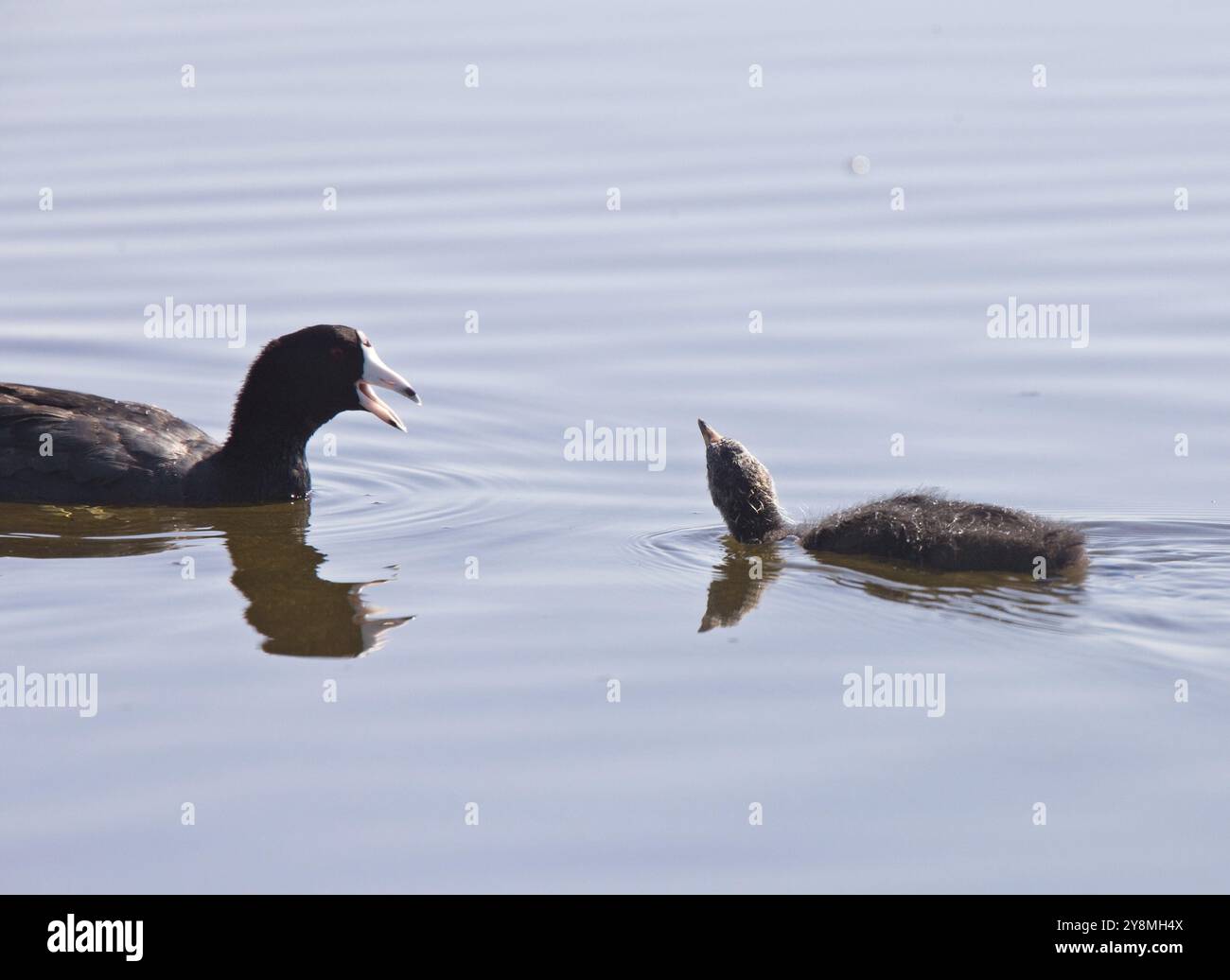 Bébés Coot Waterhen dans un étang en Saskatchewan Canada Banque D'Images