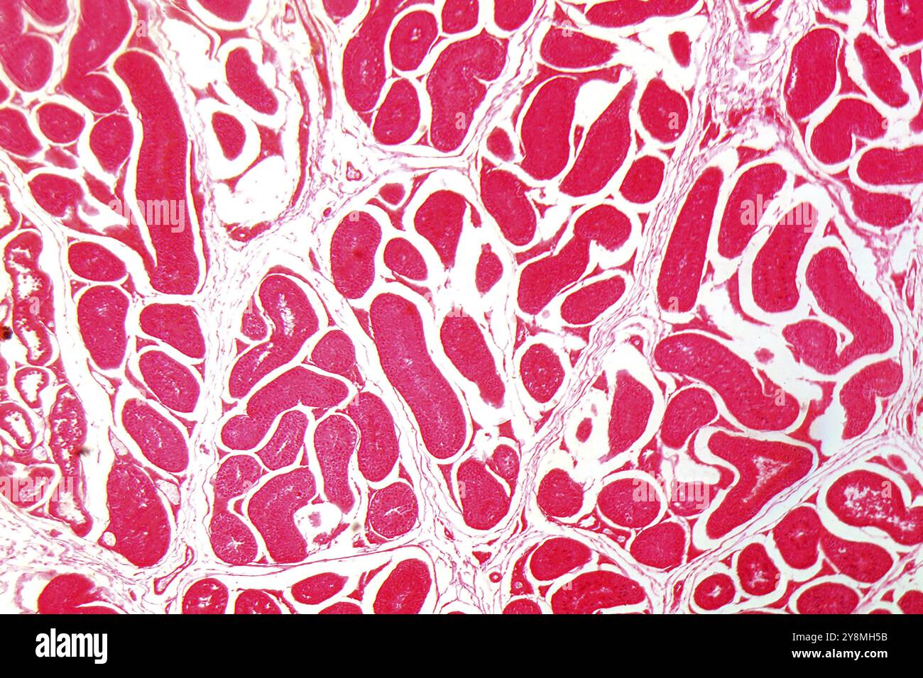 Une section à travers les cellules du testicule sous le microscope Banque D'Images