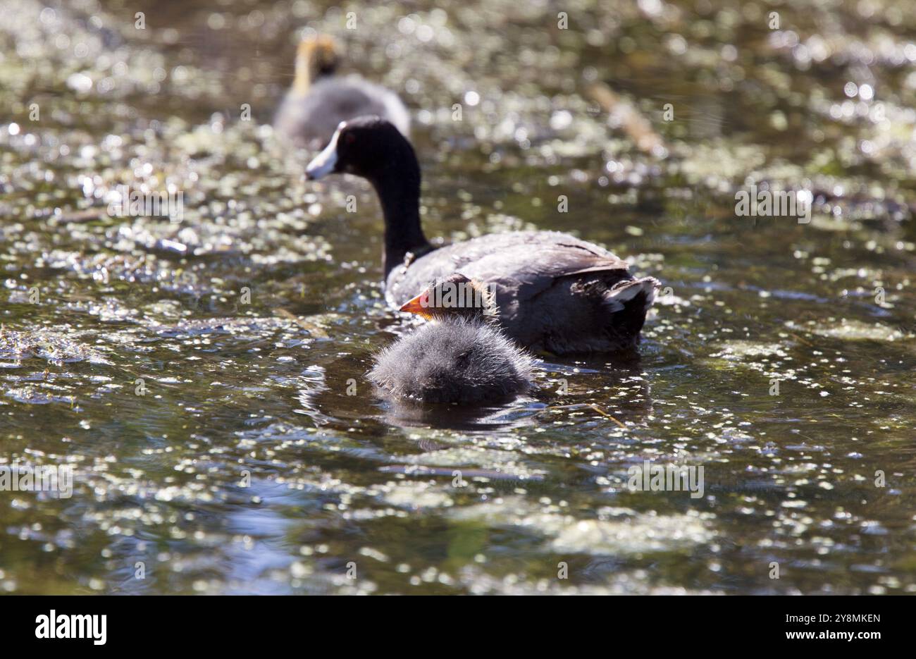 Foulque bébé dans un Waterhen Saskatchewan Canada Pond Banque D'Images