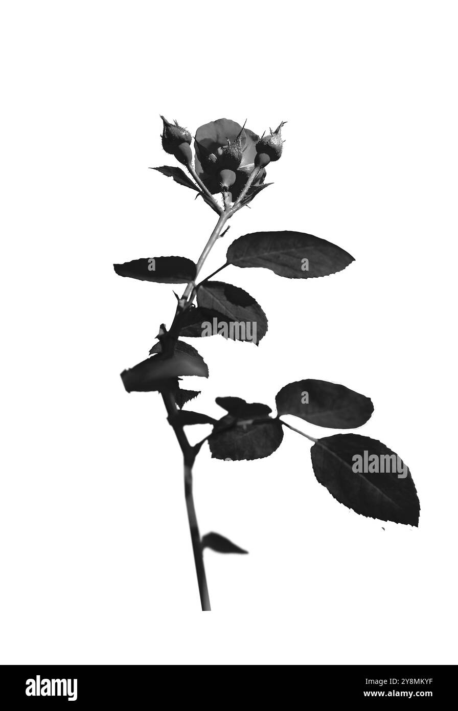 Fleur de rose noire sur fond sombre, une silhouette florale symbolisant le chagrin et le chagrin. Motif monochrome vintage avec épines, pétales et fleurs mortes Banque D'Images