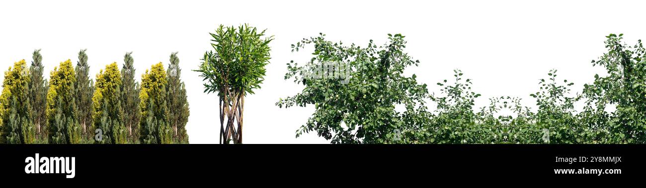 Ensemble de plantes avec feuille, conception d'arbre dans le jardin de la nature. Collection de verdure, herbe, buisson et arbustes, décoration botanique au printemps. Intérieur et extérieur déc Banque D'Images