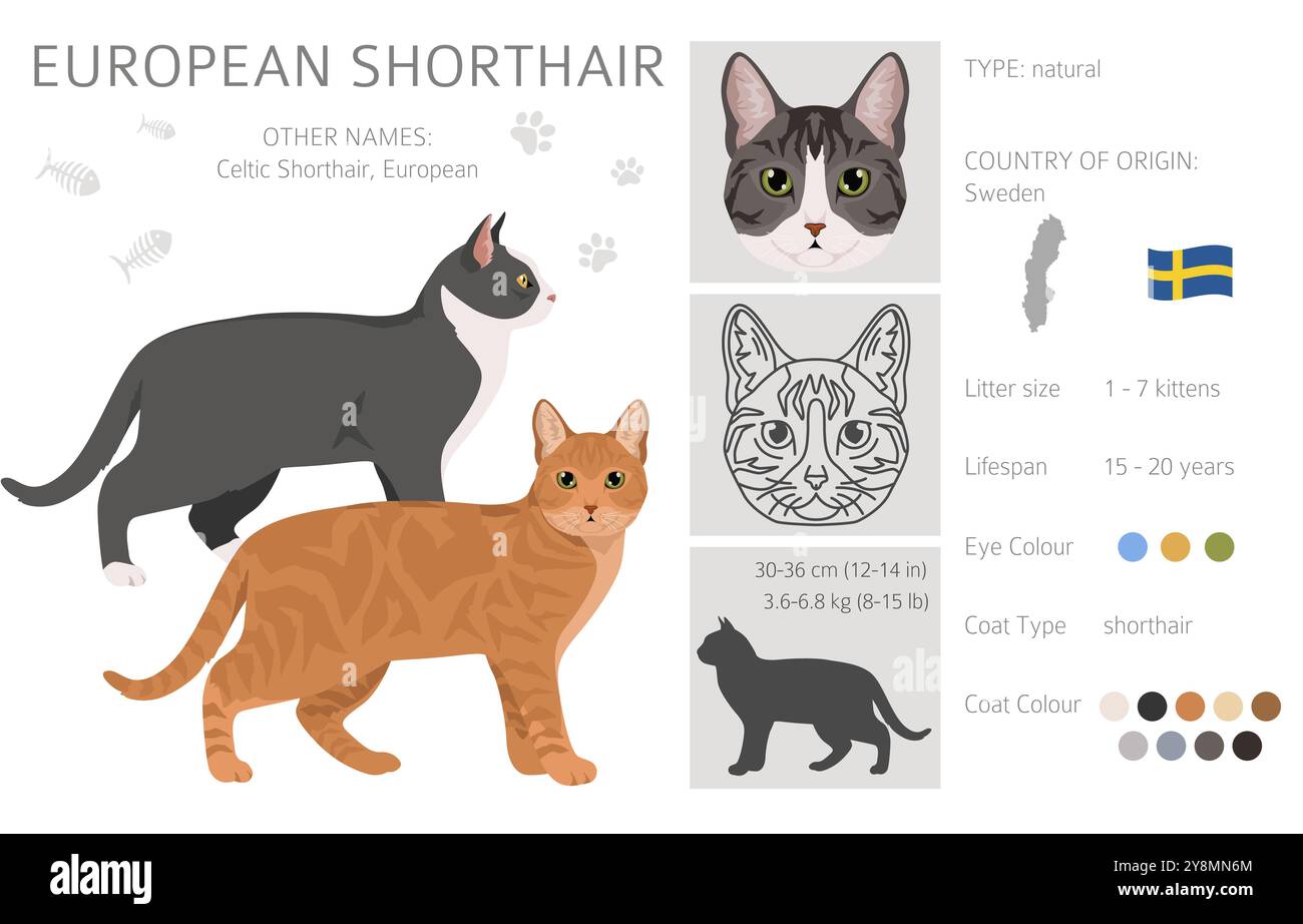 Clipart Cat à air court européen. Toutes les couleurs de manteau sont définies. Infographie des caractéristiques de toutes les races de chats. Illustration vectorielle Illustration de Vecteur
