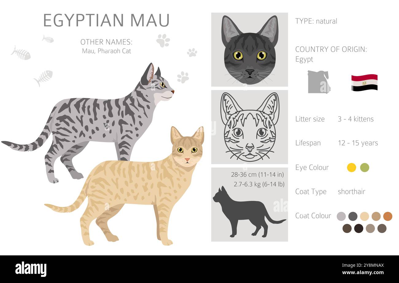 Clipart égyptien Mau Cat. Toutes les couleurs de manteau sont définies. Infographie des caractéristiques de toutes les races de chats. Illustration vectorielle Illustration de Vecteur