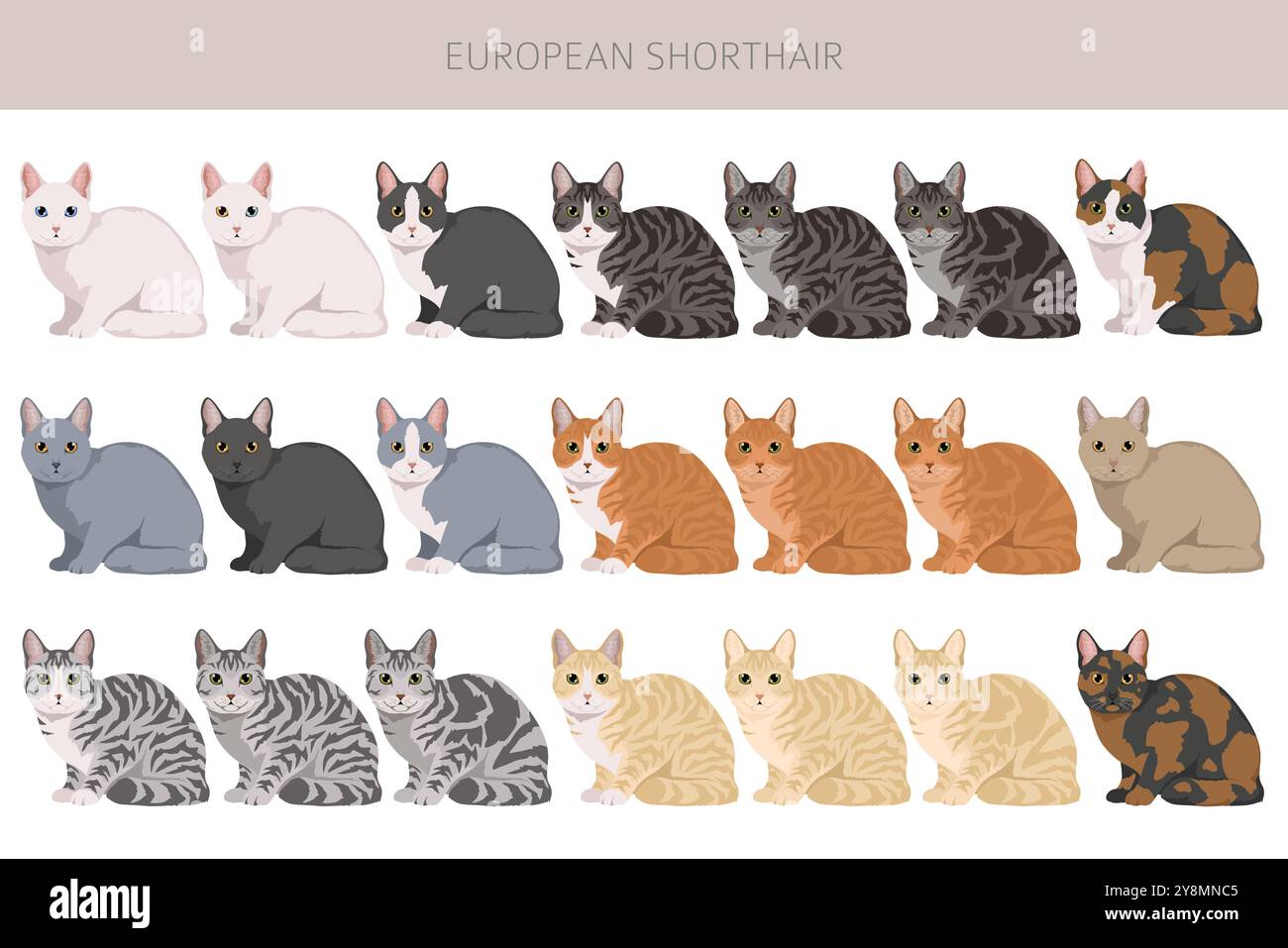 Clipart Cat à air court européen. Toutes les couleurs de manteau sont définies. Infographie des caractéristiques de toutes les races de chats. Illustration vectorielle Illustration de Vecteur