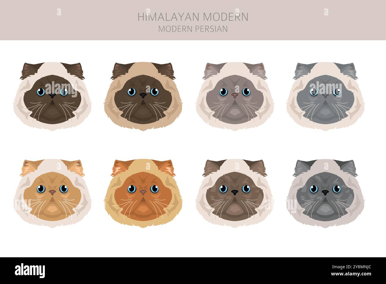 Clipart de chat persan de l'Himalaya. Type moderne. Toutes les couleurs de manteau sont définies. Infographie des caractéristiques de toutes les races de chats. Illustration vectorielle Illustration de Vecteur