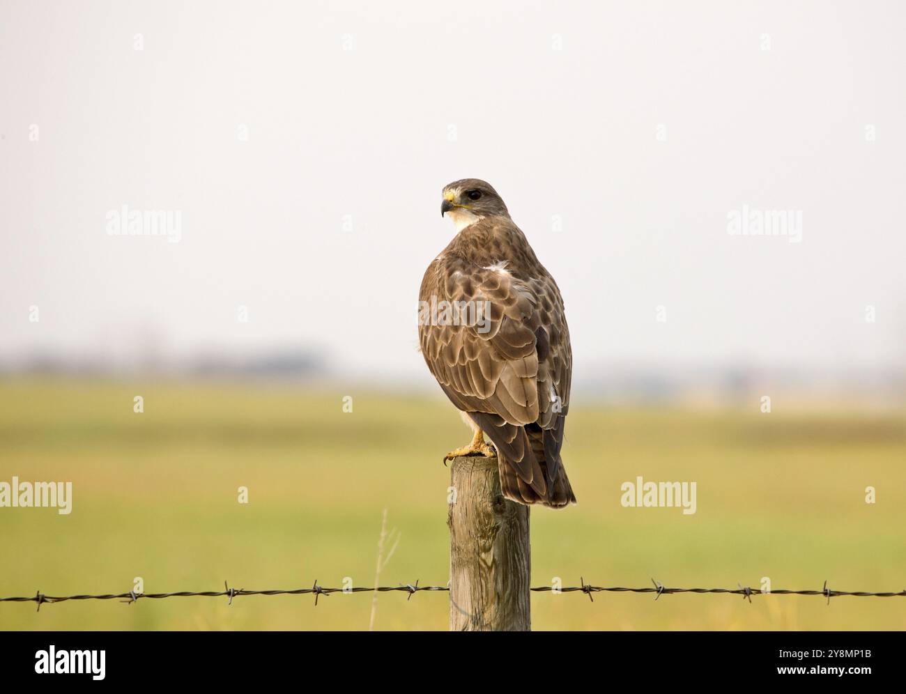 Swainson Hawk Saskatchewan ferme sur un poteau Banque D'Images