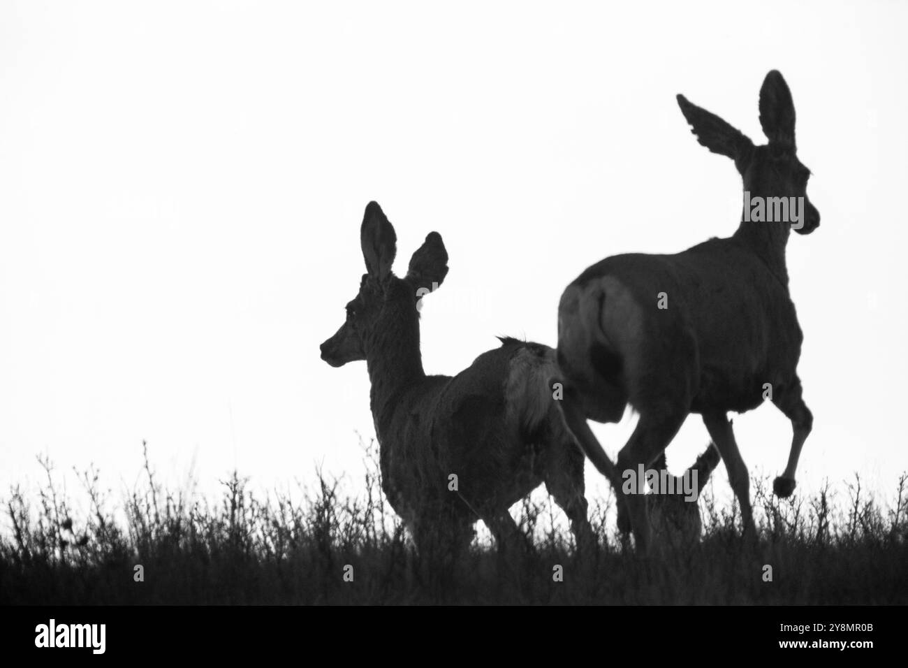 Deer gros plan dans les Prairies Saskatchewan Canada Banque D'Images