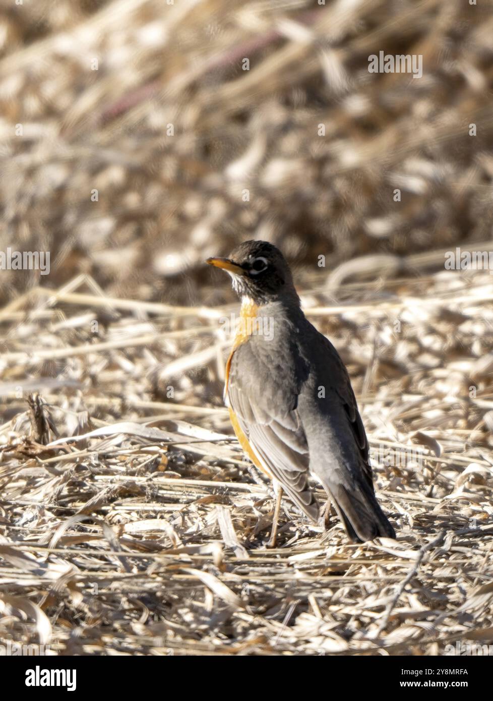 Robin au printemps sur le terrain Canada Banque D'Images