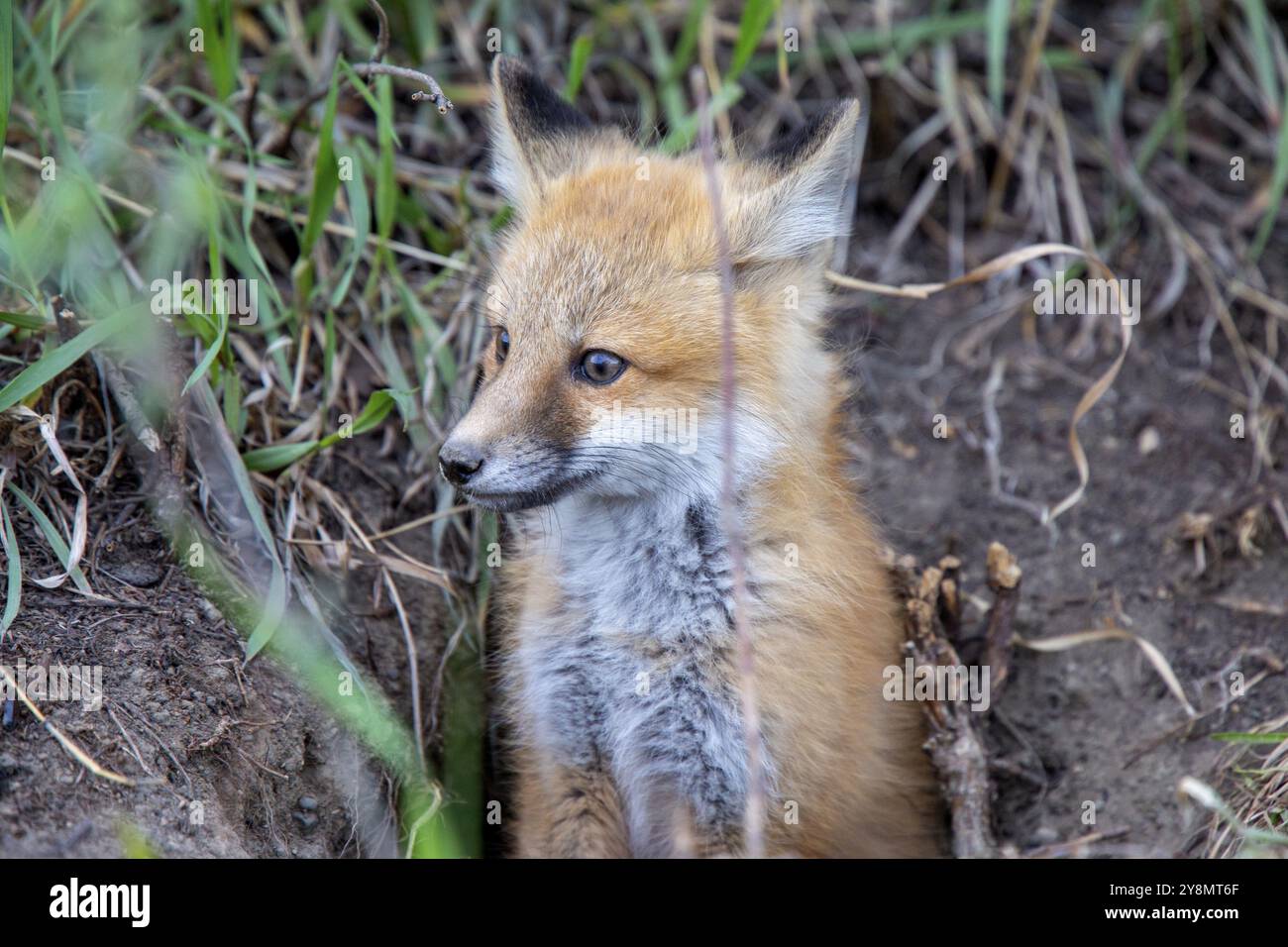 Kits de Fox près de Den dans la région des Prairies Saskatchewan Canada Banque D'Images