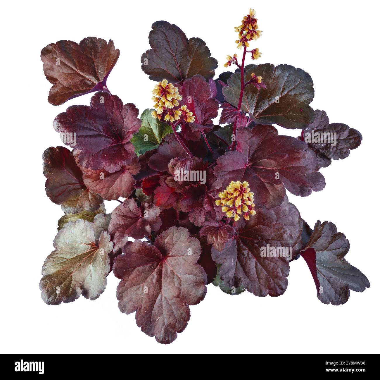 Gros plan d'une fleur isolée heuchera avec des fleurs Banque D'Images