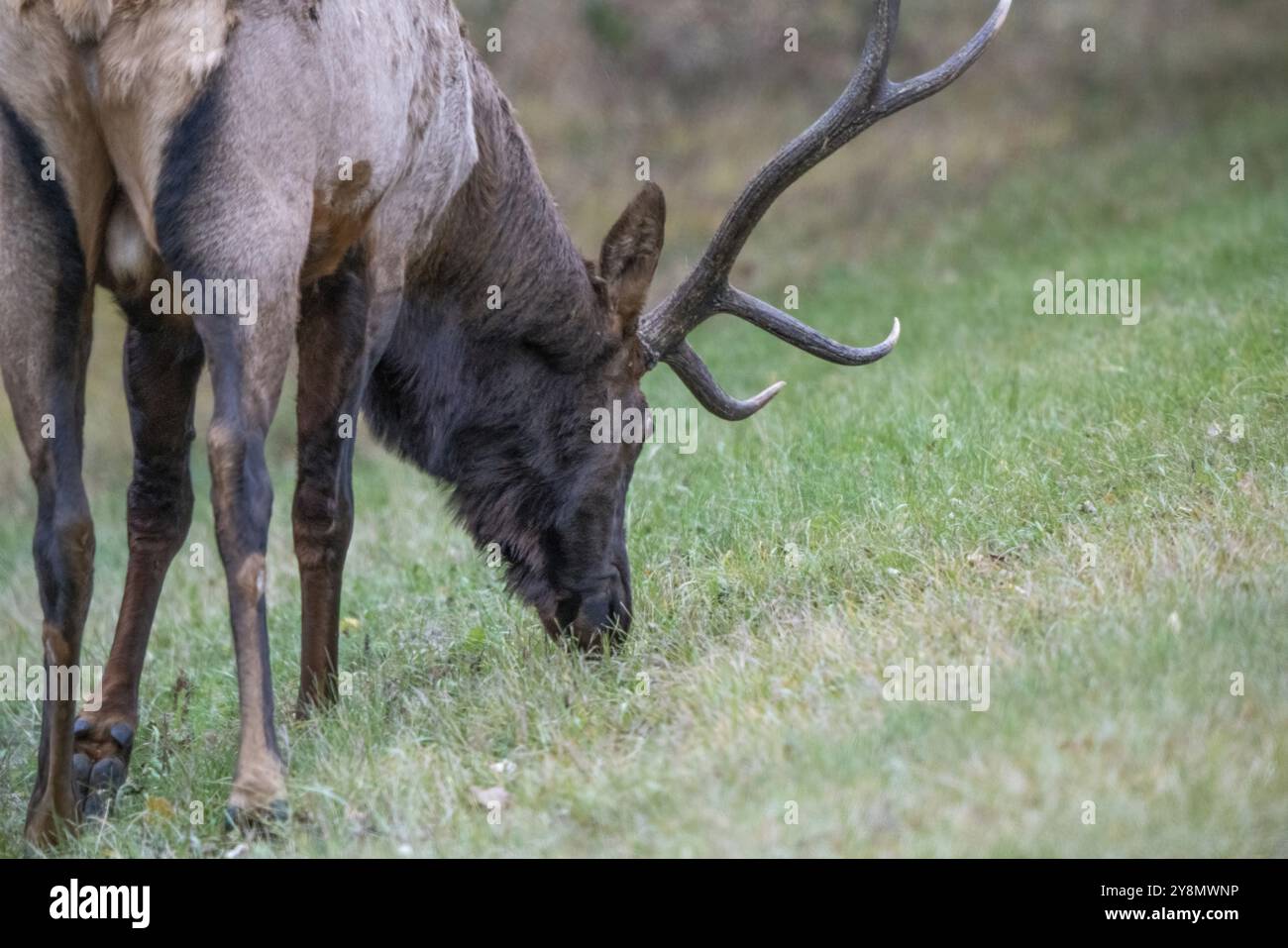 Wapiti sauvage gros plan taureau du nord de la Saskatchewan Banque D'Images