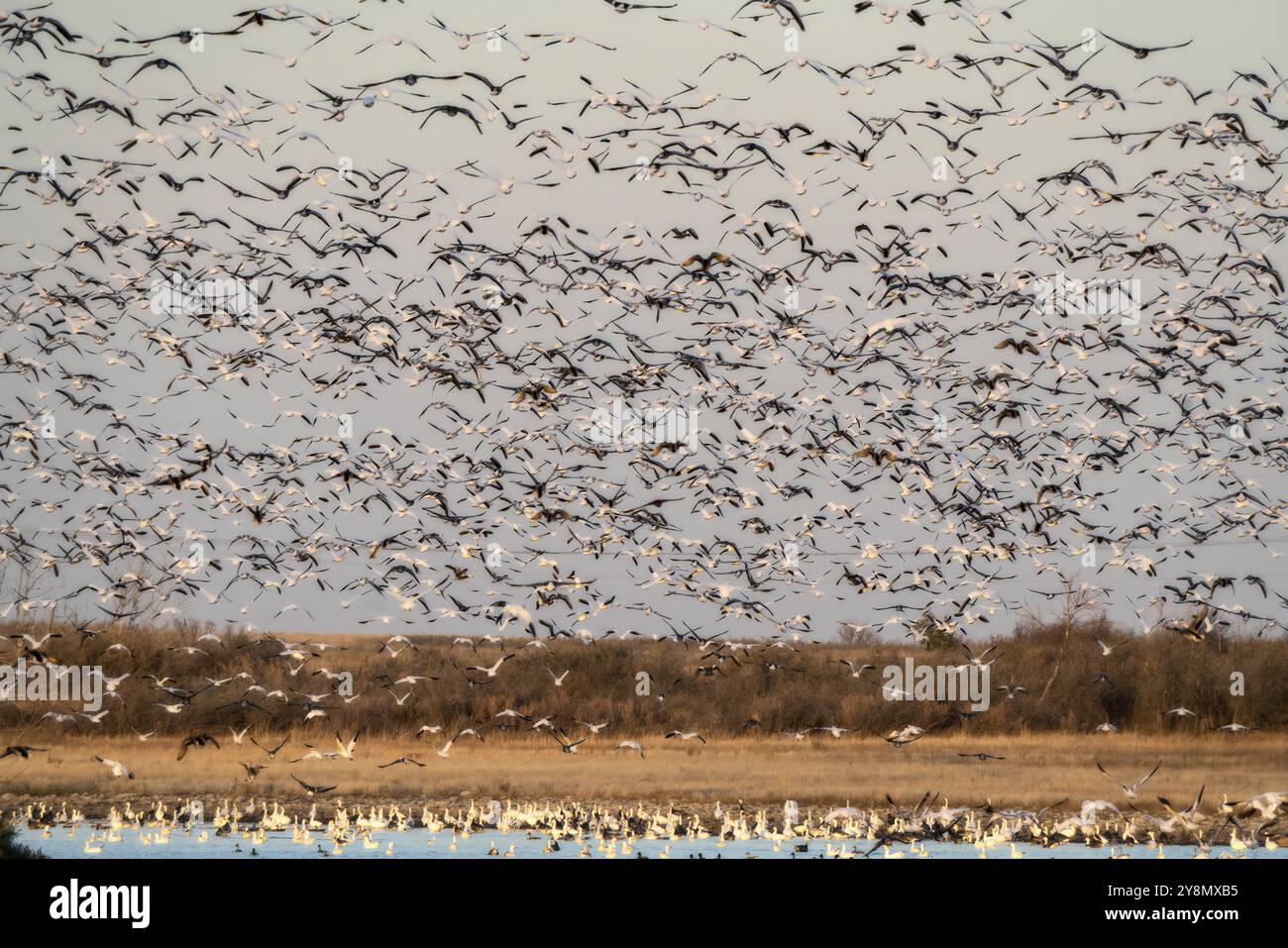 Beaucoup d'Oies des neiges en vol dans les milliers Banque D'Images