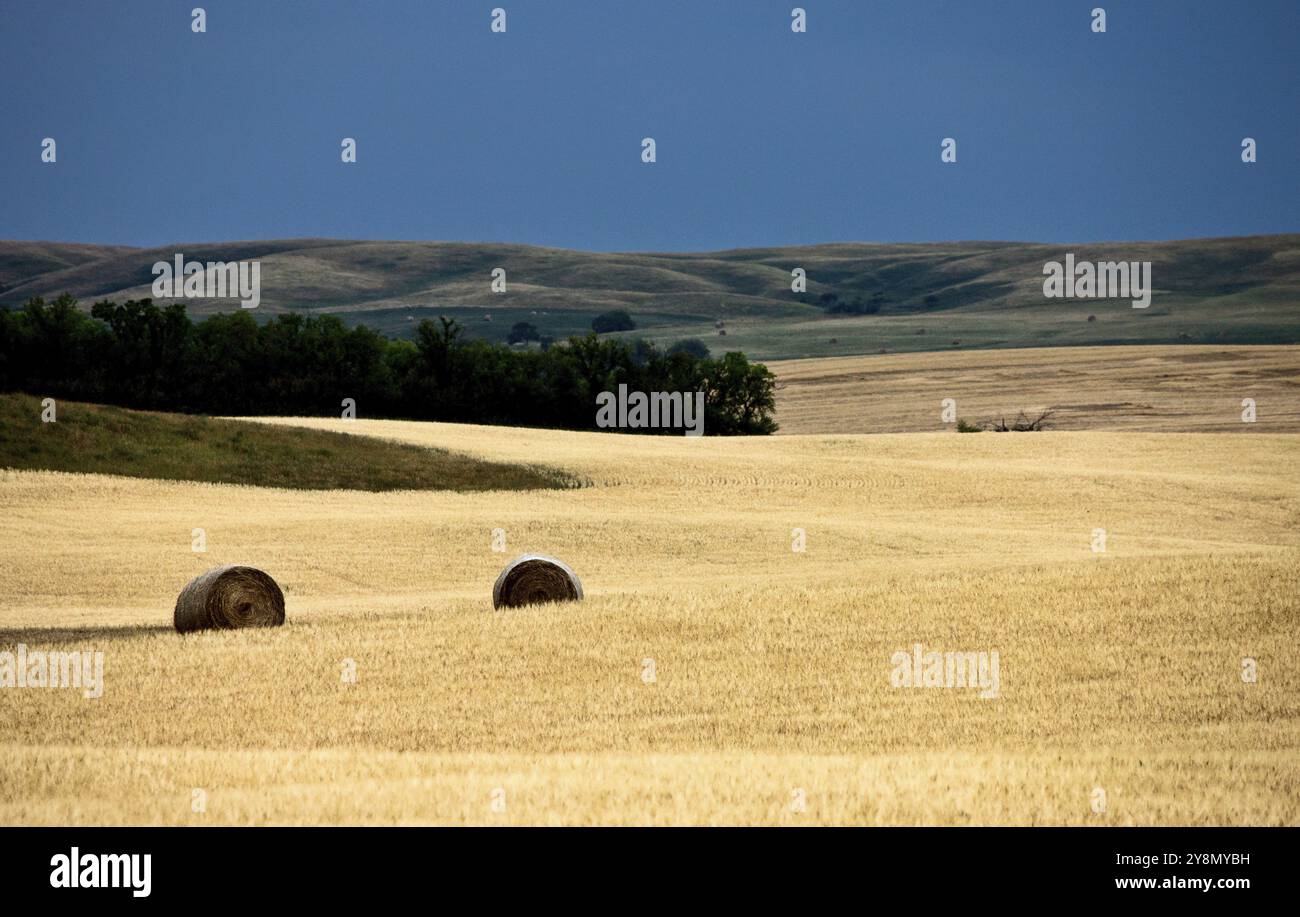 Scène des Prairies Saskatchewan récolte estivale Canada Banque D'Images