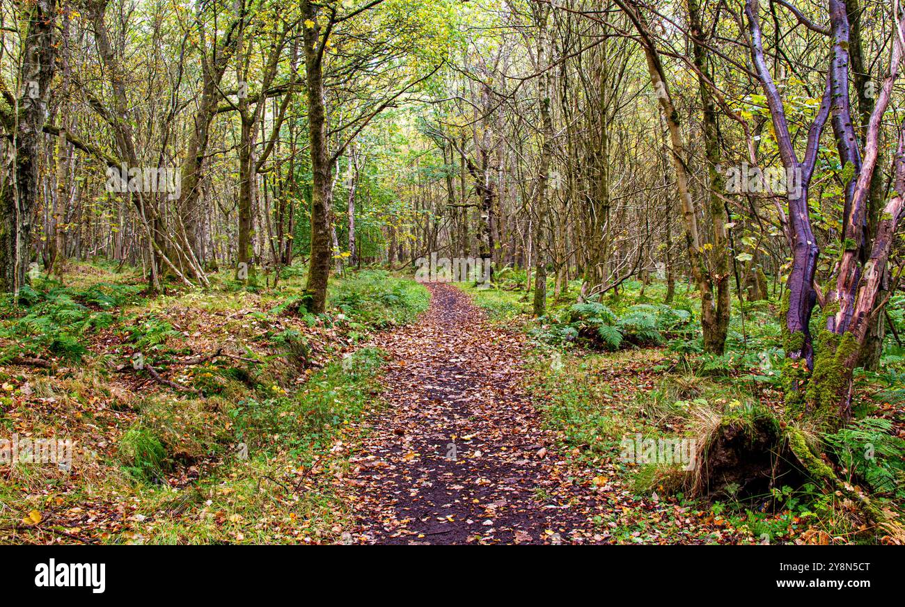 Dundee, Tayside, Écosse, Royaume-Uni. 6 octobre 2024. Météo Royaume-Uni : Templeton Woods à Dundee, en Écosse, a une atmosphère automnale humide et brumeuse. Le bois, avec ses couleurs d'octobre, ses promenades dans la nature sinueuses et ses arbres aux formes étranges, est idéal pour les scènes de films d'horreur. Crédit : Dundee Photographics/Alamy Live News Banque D'Images