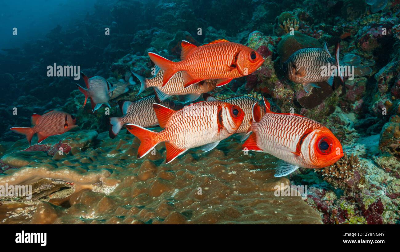 Maldives, Crimson Soldierfish (Myripristis murdjan) Banque D'Images