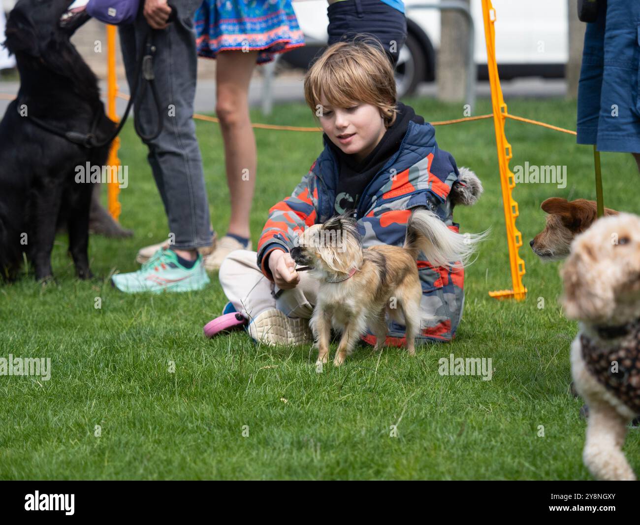 Enfant assis sur l'herbe avec un petit chien à l'exposition de chien amusant, Cornwall, Royaume-Uni Banque D'Images