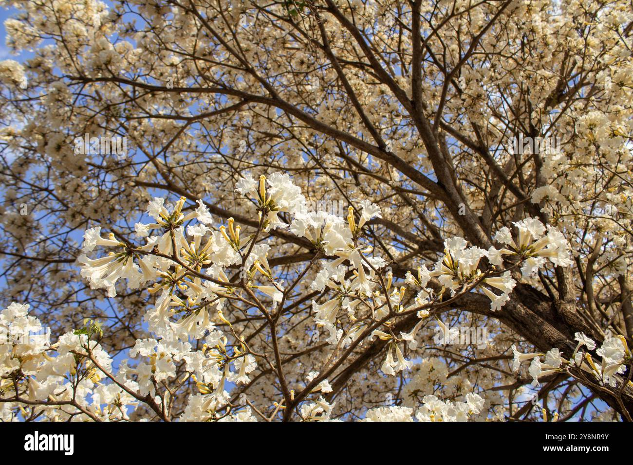Goiania, Goias, Brésil – Outubro 04, 2024 : détail de l'arbre à fleurs. Blanc ipê en fleur avec le ciel en arrière-plan. Banque D'Images