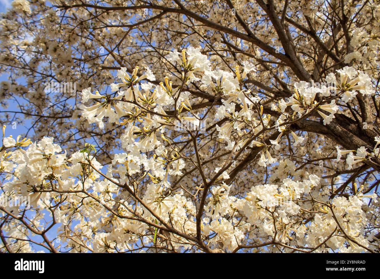 Goiania, Goias, Brésil – Outubro 04, 2024 : détail de l'arbre à fleurs. Blanc ipê en fleur avec le ciel en arrière-plan. Banque D'Images