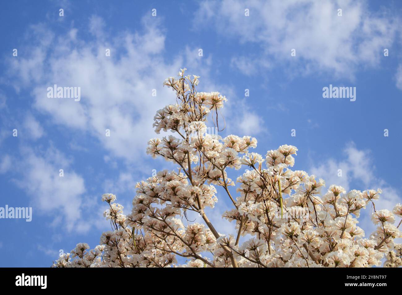 Goiania, Goias, Brésil – Outubro 04, 2024 : détail de quelques branches d'un arbre blanc ipê fleuri avec le ciel en arrière-plan. Banque D'Images