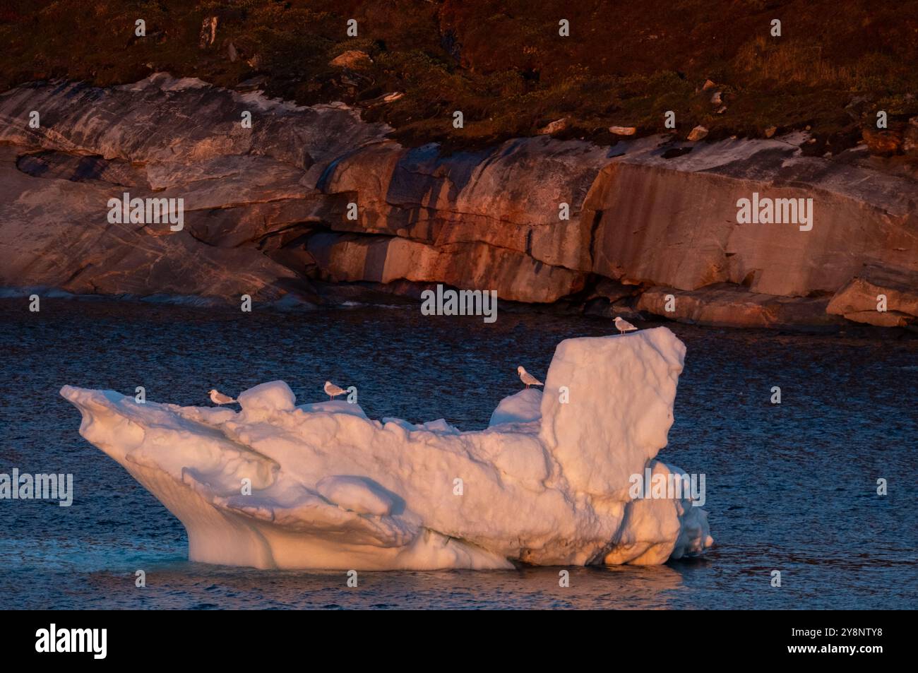 Les mouettes s'alignent le long de la crête d'un iceberg près d'une côte rocheuse du Groenland dans l'Arctique Banque D'Images