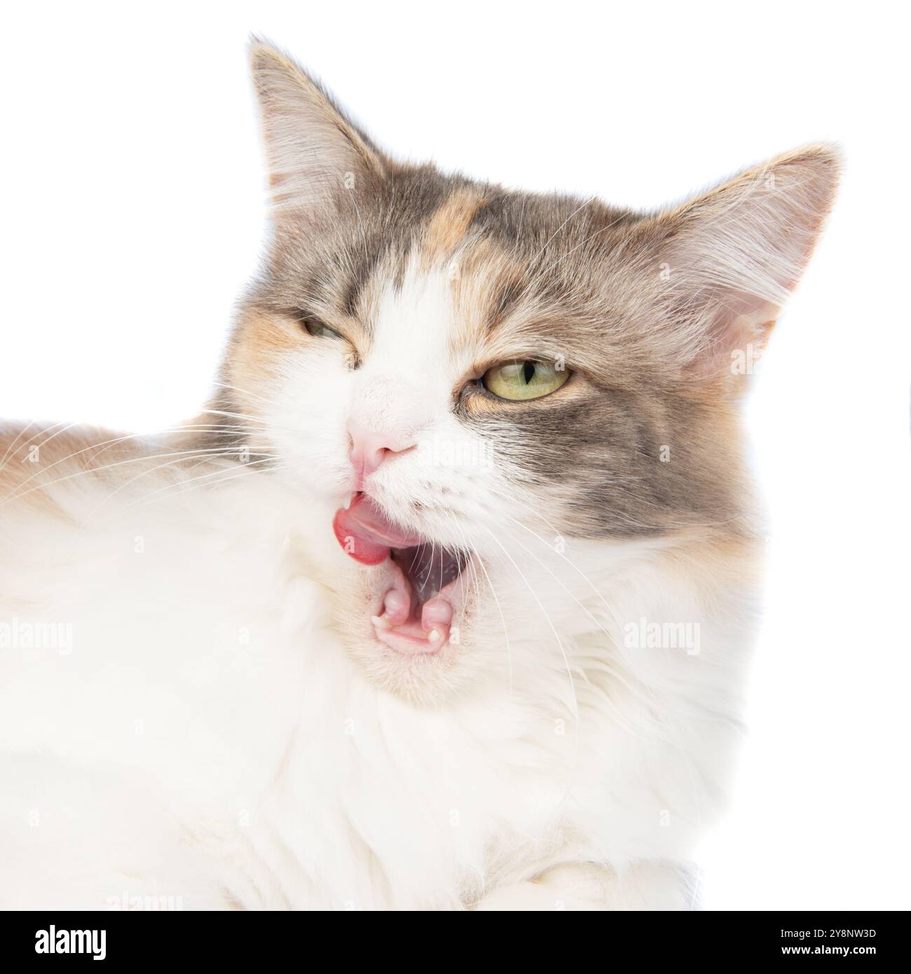 Portrait de chat multicolore à poils longs lumineux isolé sur fond blanc Banque D'Images