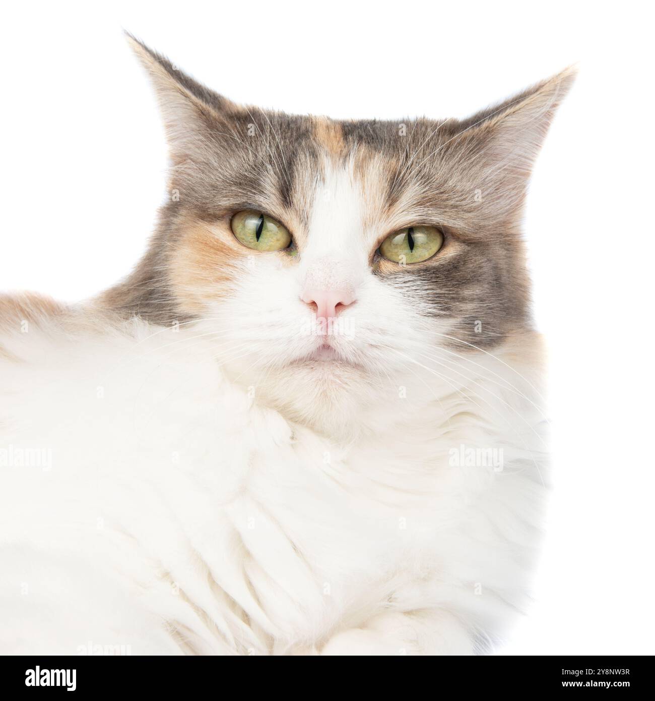 Portrait de chat multicolore à poils longs lumineux isolé sur fond blanc Banque D'Images