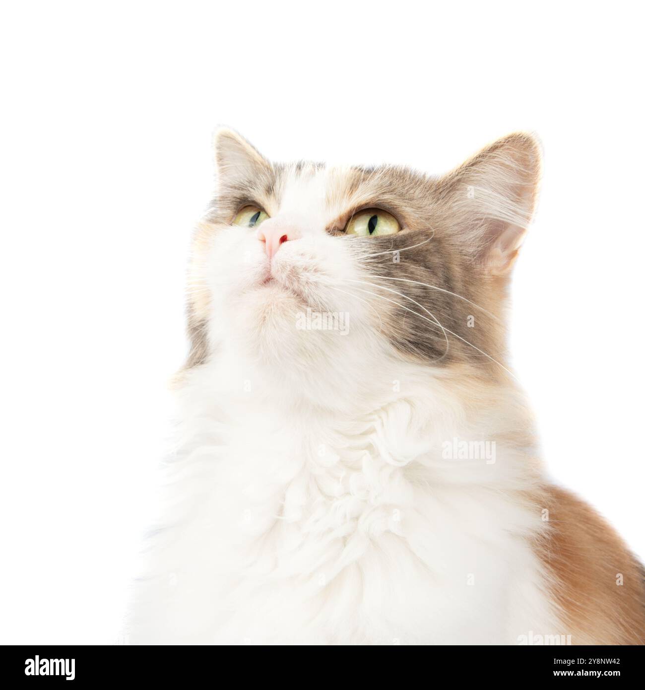Portrait de chat multicolore à poils longs lumineux isolé sur fond blanc Banque D'Images