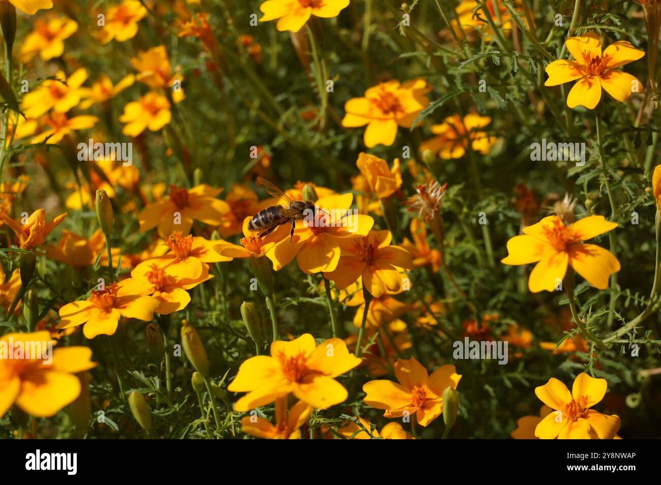 Une abeille pollinisant une fleur de souci jaune dans un jardin botanique Banque D'Images Une abeille pollinisant une fleur de souci jaune dans un jardin botanique Banque D'Images