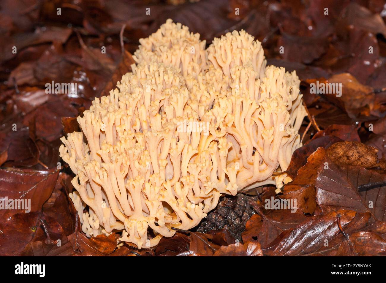 Champignon de corail rose, Ramaria formosa, sur le sol Banque D'Images