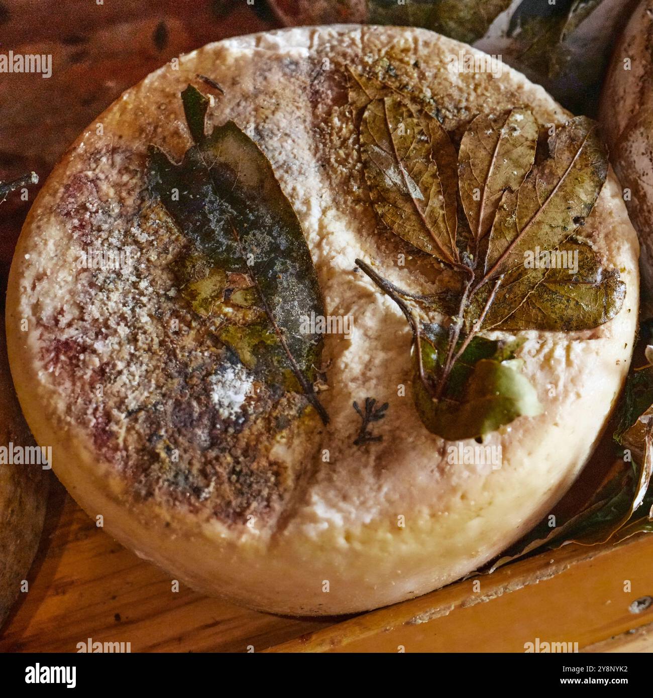 Magasin de fromage Pecorino à Pienza, Italie. Belles roues de fromages Pecorino vieillis et aromatisés sur l'affichage. Banque D'Images