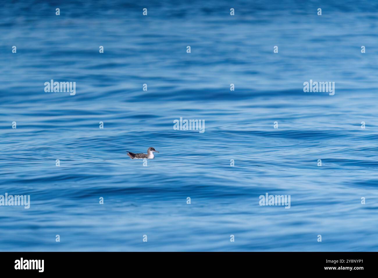 Une plongée sous-marine en arrière-plan sur une mer bleue ondulée. Banque D'Images