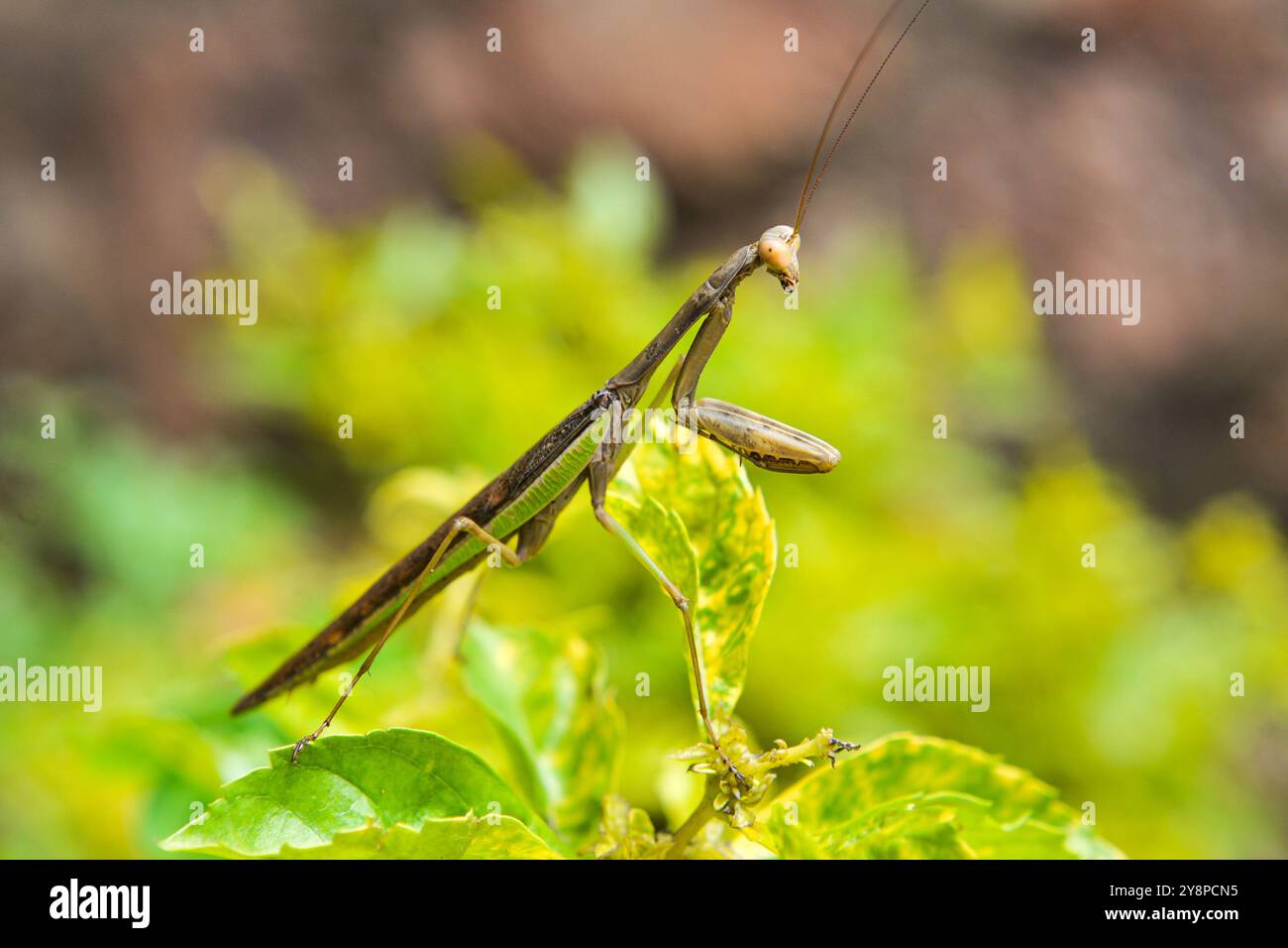 Comment jouer à Mantis (Mantis religiosa) Banque D'Images
