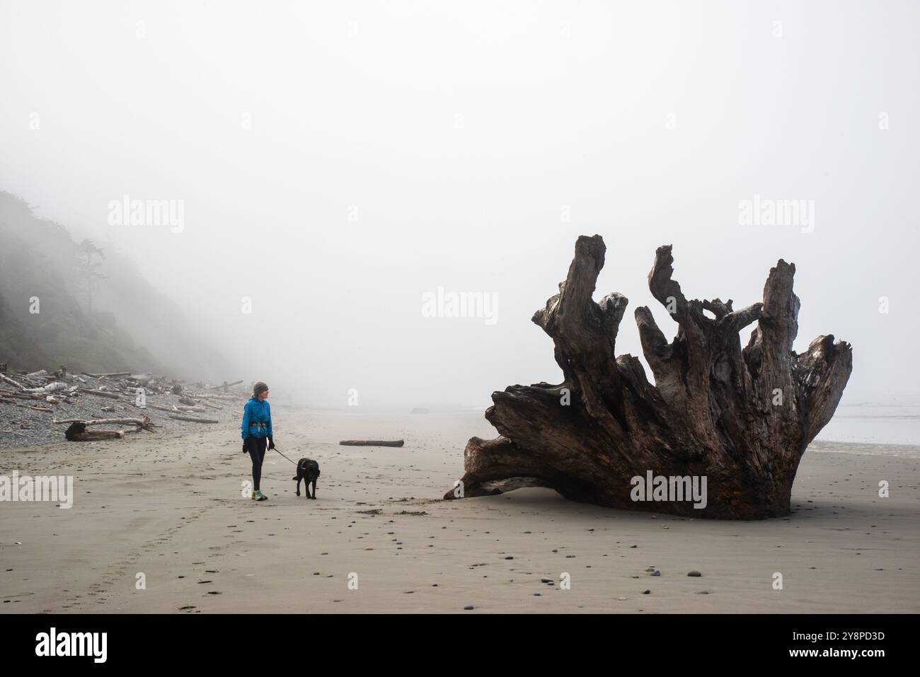 Une femme célibataire âgée marchant son labo noir devant un tronc d'arbre le long d'une plage sur la péninsule olympique dans l'État de Washington. ÉTATS-UNIS Banque D'Images