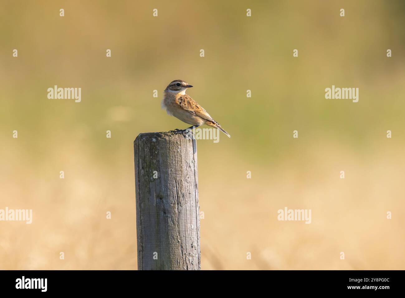 Un whinchat (Saxicola rubetra) en Finlande Banque D'Images