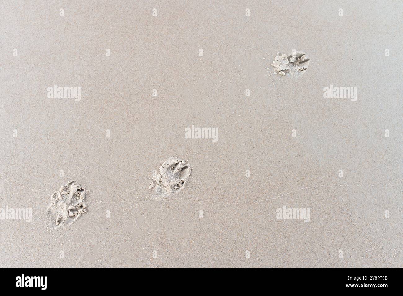 Journée internationale du chien. les empreintes de patte des chiens 20 Banque D'Images