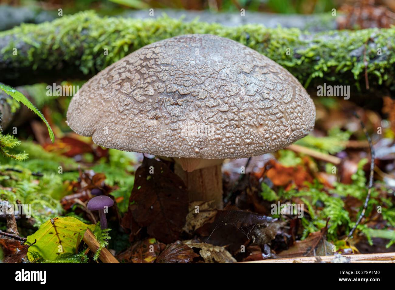 Ceci est une image zoomedin montrant un champignon texturé et détaillé niché dans une forêt luxuriante et vibrante Banque D'Images