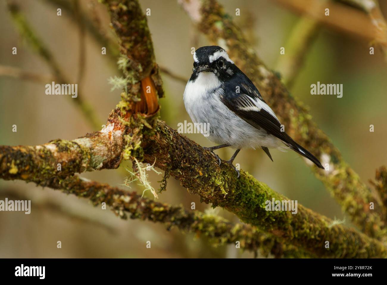 Petit mouche pied Ficedula westermanni oiseau noir et blanc chez Muscicapidae, trouvé dans le sous-continent indien et Asie du Sud-est, subtropical OR Banque D'Images